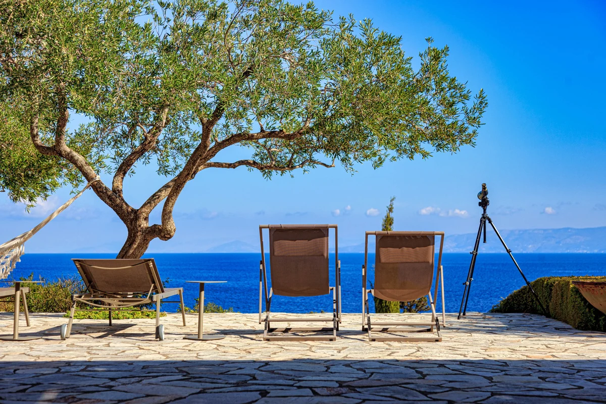 Two chairs beneath an olive tree overlooking the sea